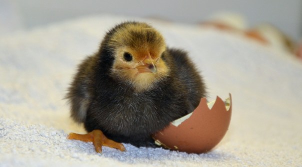 chick-egg.jpg