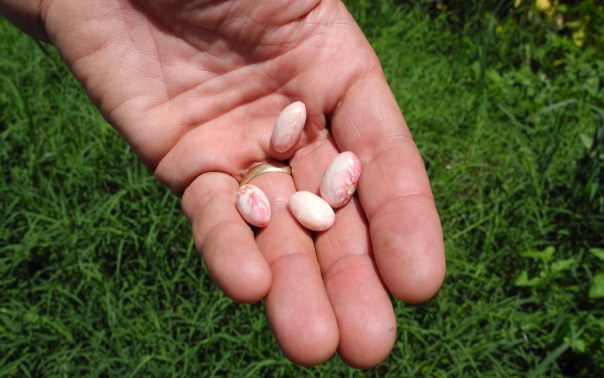 There are no magic beans in fastpitch softball