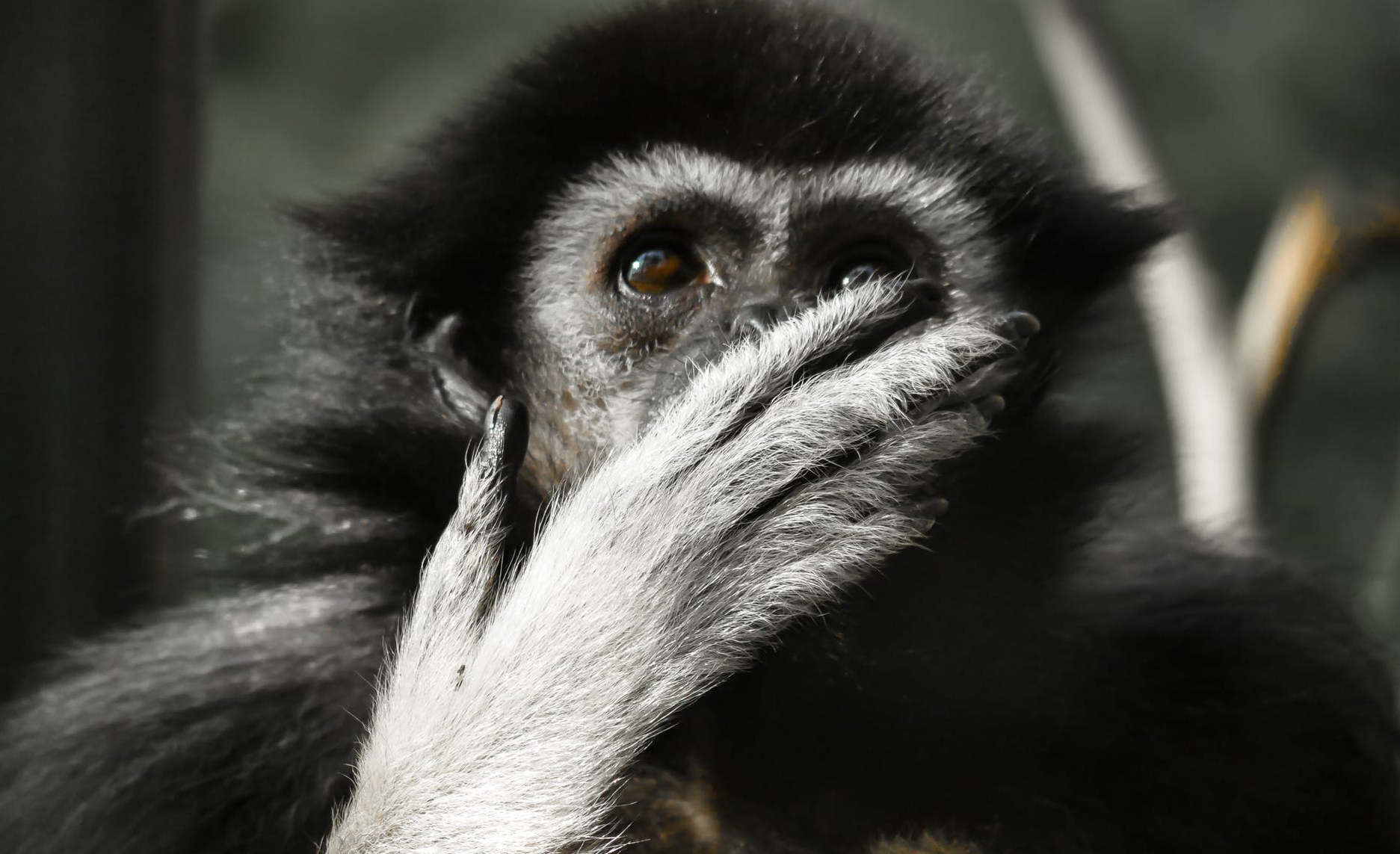 animal animal photography close up cute